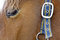 Free Horse Head With Belt And Buckle On Hair Stock Photo - 8850750