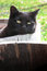 Free Relaxing Cat Royalty Free Stock Image - 8853606