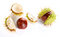 Free Two Autumn Shaken Chestnuts Royalty Free Stock Photos - 8858078