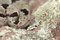 Free Camouflaged Rattlesnake Stock Photo - 8859390