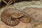 Free Juvenile Ridge-nosed Rattlesnake Stock Photography - 8859402