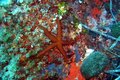 Free Underwaterworld / Seastar Stock Photo - 8866000