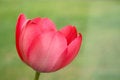 Free Tulip Royalty Free Stock Image - 8866996