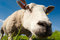 Free Curious Sheep Royalty Free Stock Photography - 8860187