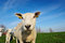 Free Cute Lambs In Spring Stock Photo - 8860310