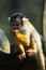 Free Cute Squirrel Monkey Stock Photos - 8860453