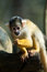Free Cute Squirrel Monkey Royalty Free Stock Photo - 8860475