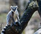 Free Ring-tailed Lemur Stock Photography - 8860532