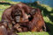 Free Mother And Baby Orangutan Royalty Free Stock Photo - 8860595