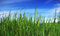 Free Grass On A Background. Royalty Free Stock Photo - 8860945