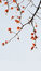 Free The Pendant Kapok Flowers Royalty Free Stock Images - 8861029