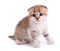 Free Kitten Plays On A White Background Royalty Free Stock Photo - 8861205