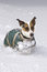 Free Dog Running In Snow Royalty Free Stock Photography - 8861927