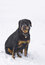 Free Dog Sitting In Snow Stock Photos - 8861963