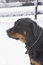 Free Rotweiller In The Snow Royalty Free Stock Photos - 8861968