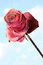 Free Dry Rose In The Sky Royalty Free Stock Images - 8868389