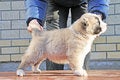 Free Pretty Puppy Stay On Wooden Table Stock Images - 8876654