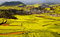 Free Rape Fields & Village Royalty Free Stock Photography - 8879237