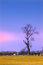 Free Single Tree Stock Photos - 8887143