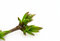 Free Spring Branch Stock Image - 8888061