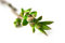Free Spring Branch Stock Photography - 8888072