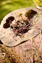 Free Log Royalty Free Stock Photo - 8891675