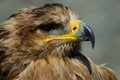 Free Steppe Eagle Royalty Free Stock Images - 8897399