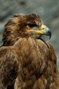 Free Steppe Eagle Stock Image - 8897421