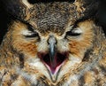 Free Eagle Owl Stock Images - 8897454