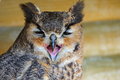 Free Eagle Owl Royalty Free Stock Photography - 8897887