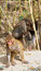 Free Monkey Baby Stock Photography - 8895032