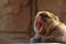 Free Barbary Ape Stock Photography - 8897682