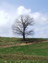Free Solitude Stock Photography - 890742