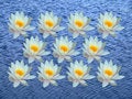 Free Bunch Of Water Lily Stock Photos - 890813