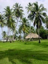 Free Palms Stock Image - 890931