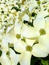 Free White Petal Stock Photo - 890940