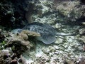 Free Blotched Ray Royalty Free Stock Photo - 891115