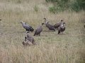 Free Vultures Royalty Free Stock Image - 891376