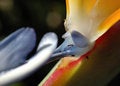 Free Bird Of Paradise Macro Stock Images - 891624