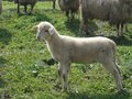 Free Lamb Royalty Free Stock Images - 892559