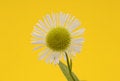 Free Wildflower Stock Images - 892744