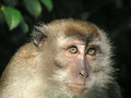 Free Macaque Giving Funny Looks Stock Photography - 893282