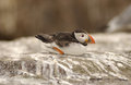 Free Puffin Royalty Free Stock Photography - 893487