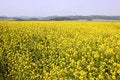 Free Golden Canola Field Royalty Free Stock Photos - 893868