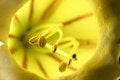 Free Golden Cup Flower Stock Photography - 895192