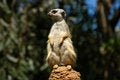 Free Meerkat Lookout Royalty Free Stock Photography - 896857