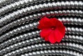 Free Steel And Flower Royalty Free Stock Photography - 898307