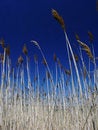 Free Tall Grasses Royalty Free Stock Photo - 899895