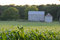 Free Barn In Cornfield Royalty Free Stock Image - 893466
