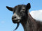 Free Goat Head Stock Photo - 894680